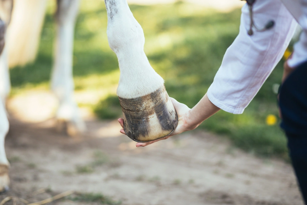 Eine Tierärztin zieht den Huf zu sich heran, um einen Sehentest durchzuführen