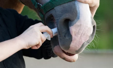Wurmkur bei einem Pferd
