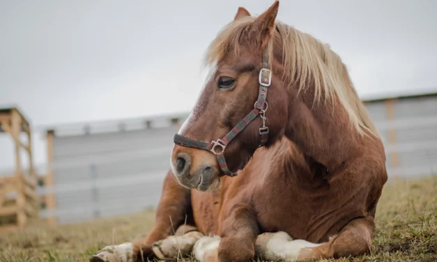 Young and old horses need a warmer coat