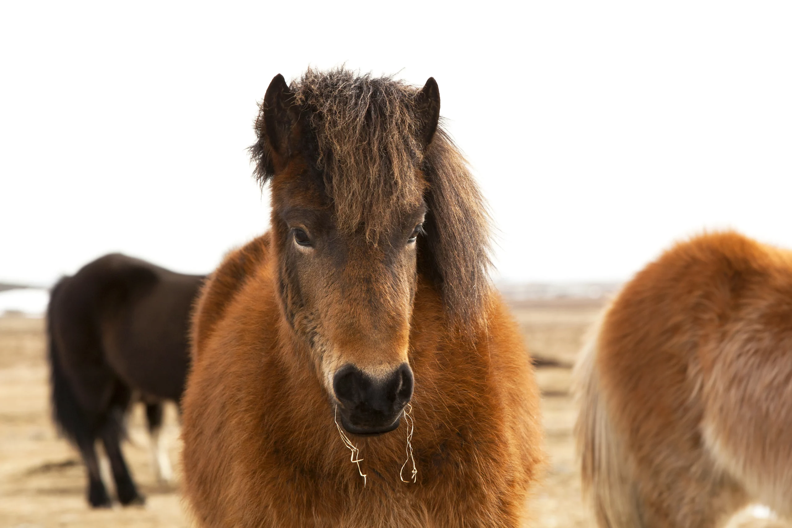 Braunes Islandpony; KPU (Kryptopyrrolurie)
