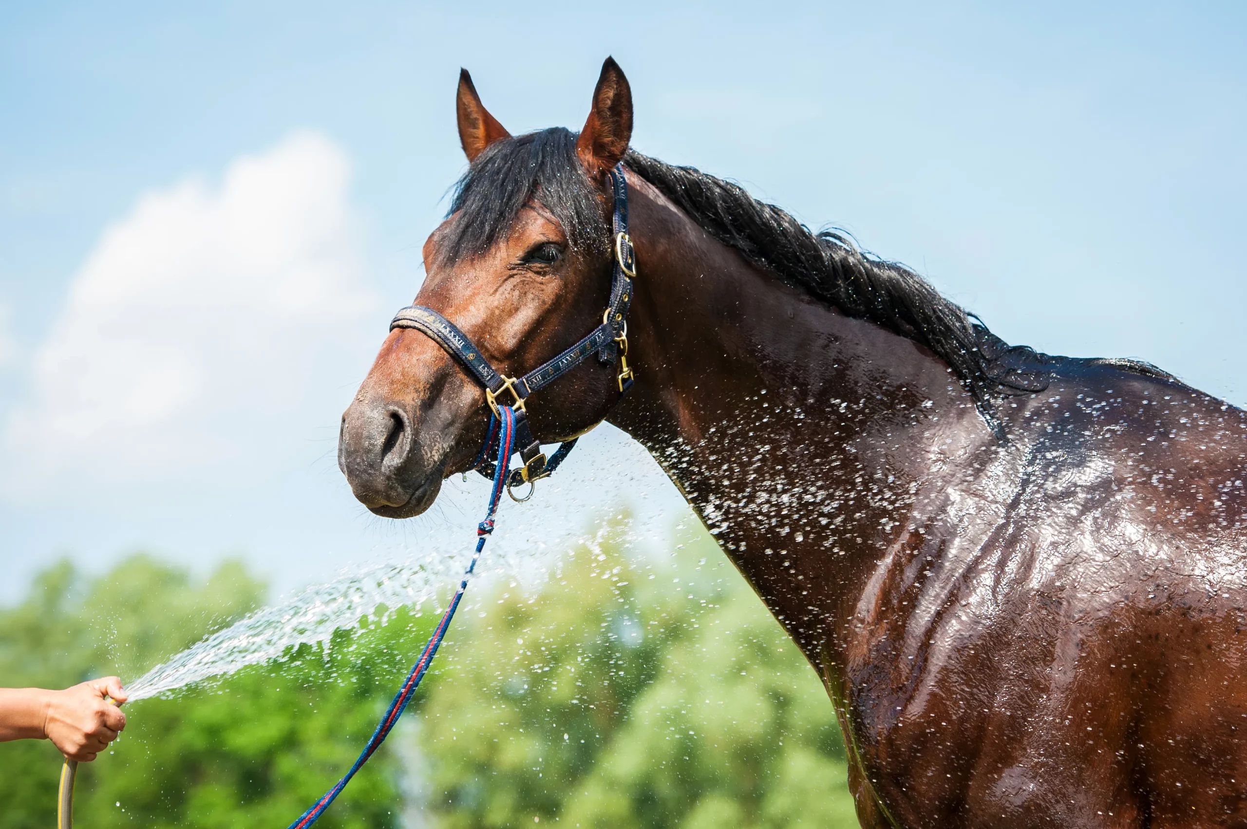 Braunes Pferd wird mit Wasser abgespritzt