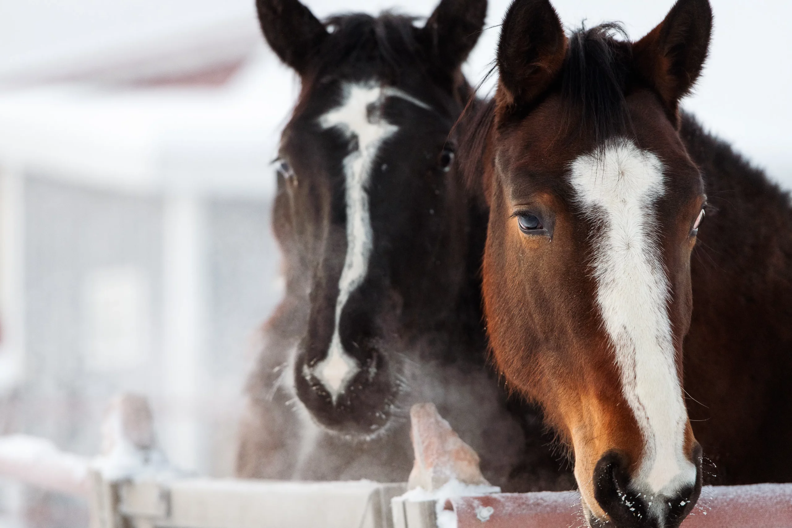 Pferde im Winter