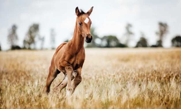 Appropriate nutrition from birth to weaning