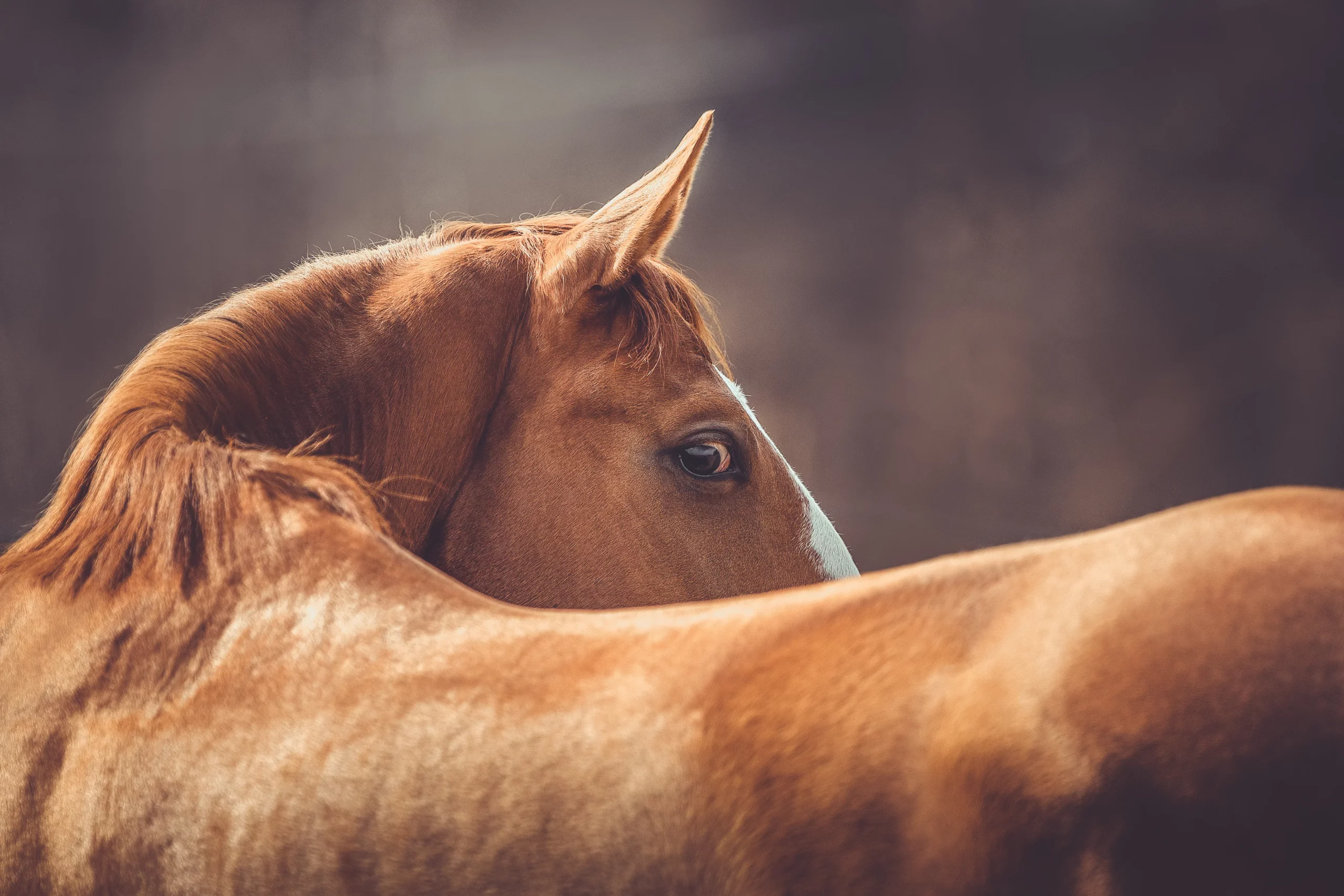 Pferd guckt nach hinten
