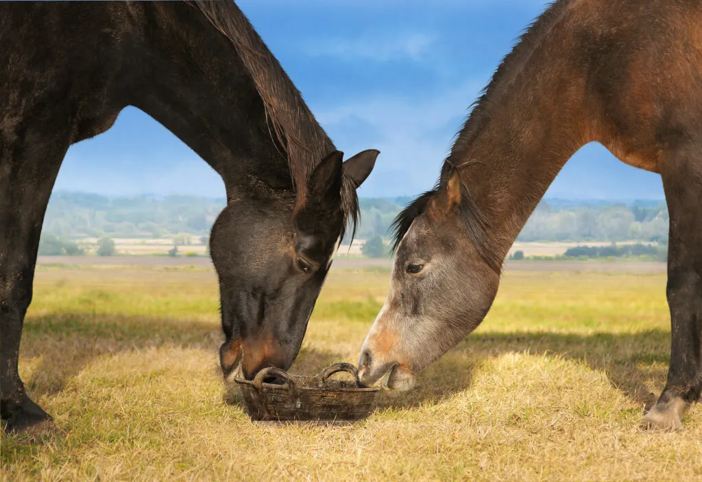two horses eating from a metall bowl