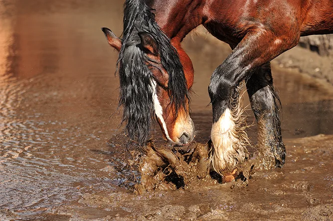 Pferd spielt mit Wasser