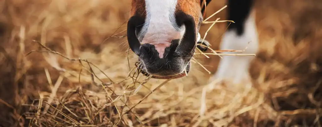 horse eating hay