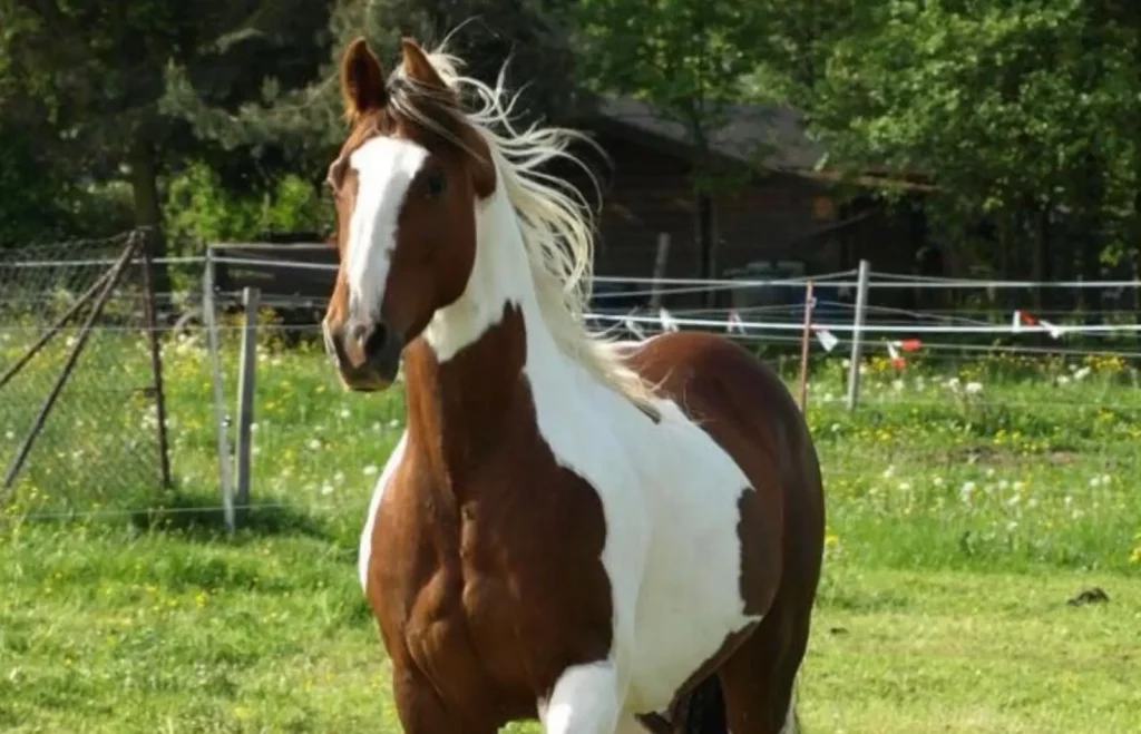 Horse with torn muscle fibres on the chest
