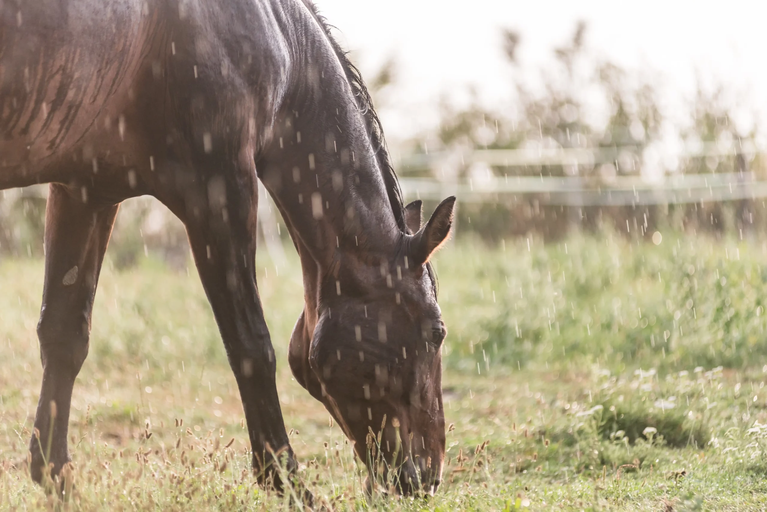 Braunes Pferd steht im Regen auf der Weide und grast