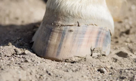 Huf mit ausgebrochenen Wänden