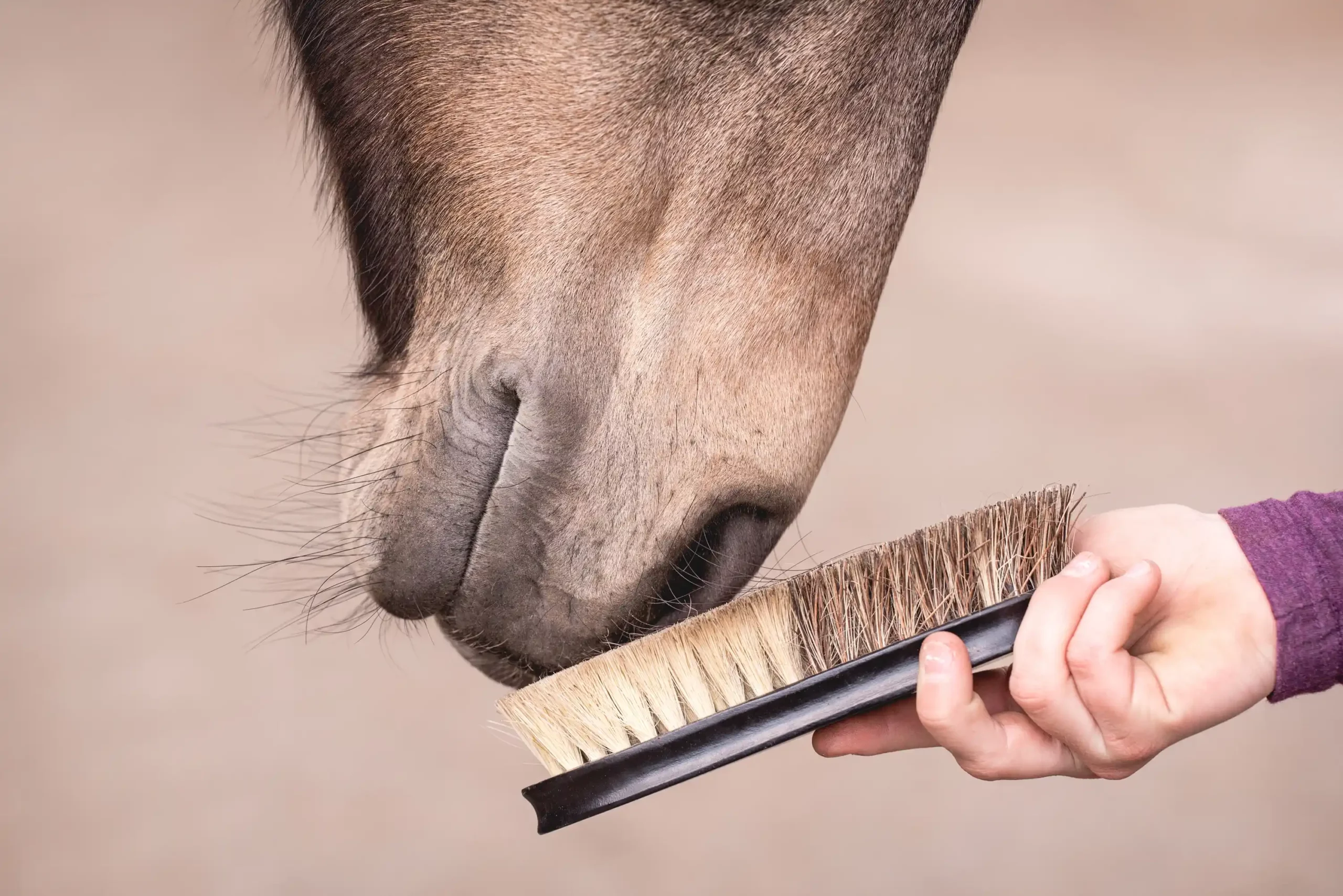 Pferd riecht an einer Bürste