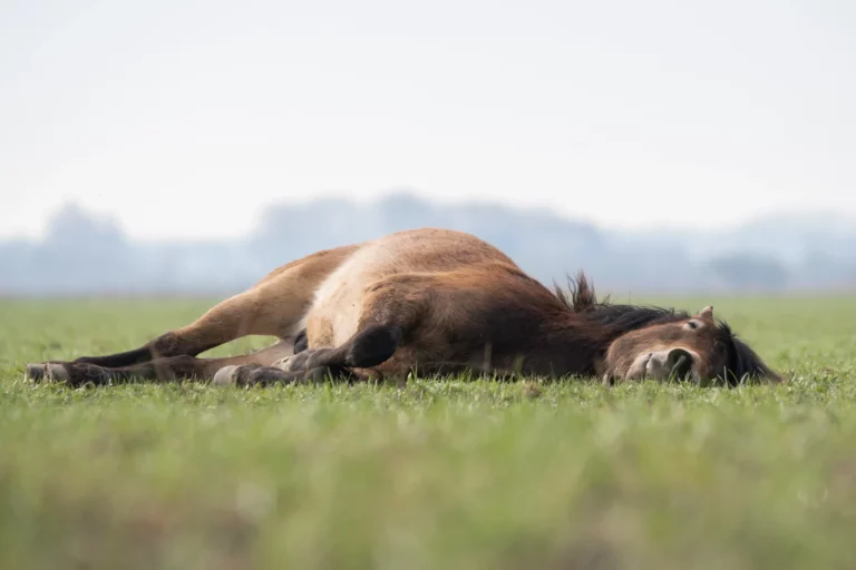 Pferd liegt im Tiefschlaf auf der Wiese
